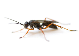 Spider Wasp