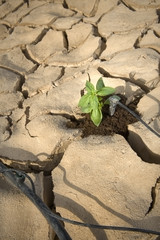 drip irrigation system in the desert
