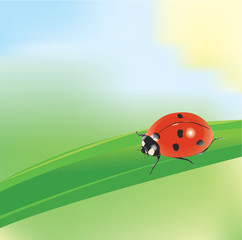 ladybird on a blade of grass