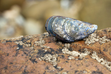 Obraz premium moule coquillage coquille fruit mer bretagne océan rocher attac