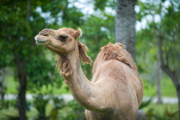 Camel outdoors by the trees