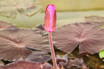 lotus, buddhist worship