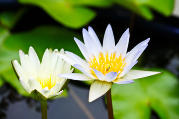 twin lotus