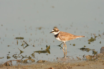 little ringed plover ( Charadrius dubius )