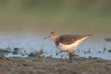 Common Sandpiper / Actitis hypoleucos