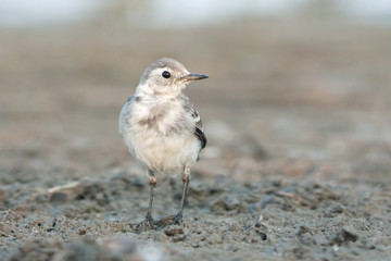 a juvenile of white wagtail / Motacilla alba
