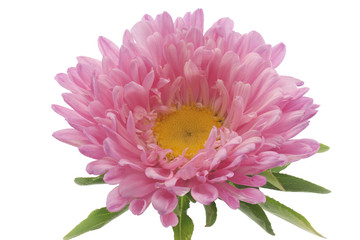 china aster