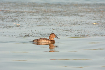 a female of ferruginous Duck (Aythya nyroca) in the water