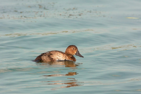 a female of ferruginous Duck (Aythya nyroca) in the water