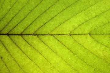 green dry leaf detail texture