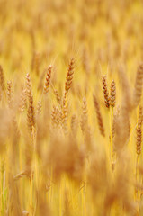 Fototapeta premium 実った小麦
