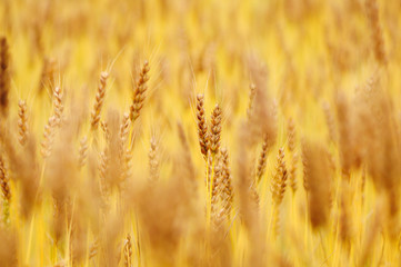 実った小麦