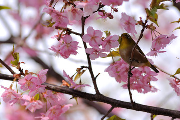 桜とメジロ