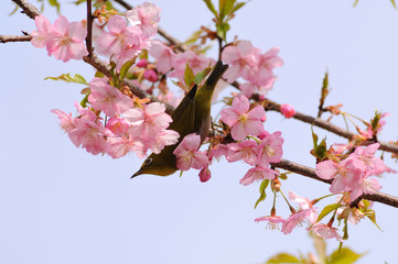桜とメジロ