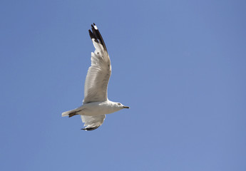 Soaring through the air.