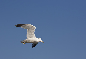 Flying through the air.