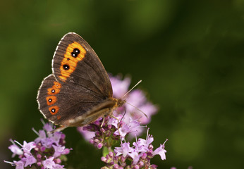 Obraz premium Mohrenfalter