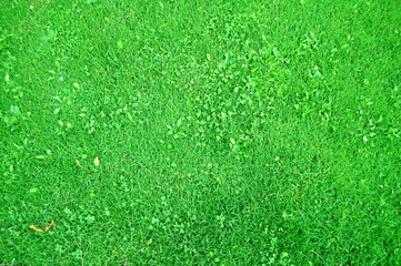 Green Grass