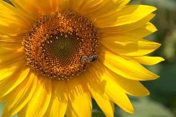 Obraz premium Sunflower with bee