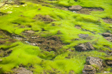 Bright green waterweed in shallow water of a spring