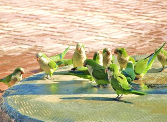 quaker parrot