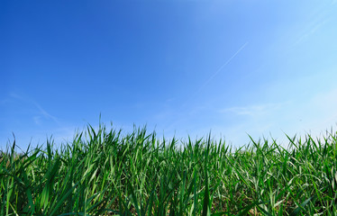 Fototapeta premium Zielone pole młodych bujnej trawy z jasnego nieba