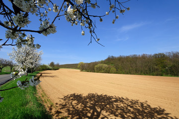 Picturesque view of plowed field with blooming apple trees