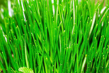 Close up photo of Green onion