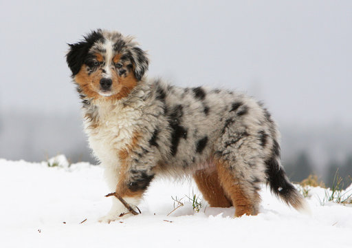 224 Best Bleu Merle Images Stock Photos Vectors Adobe Stock