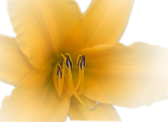 gelbe lilie © motivjaegerin