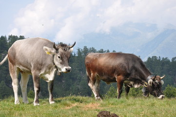 Kühe in den Alpen