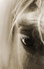 Fotobehang auge eines pferdes © motivjaegerin