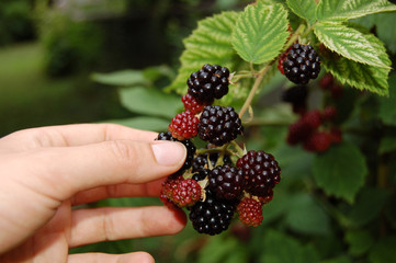 Brombeeren pfl&uuml;cken