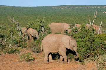 Feeding African elephants