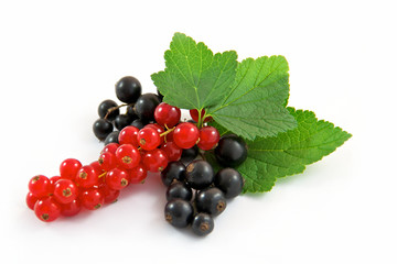 Rote Ribisel und schwarze Johannisbeeren