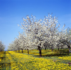Apfelbaum