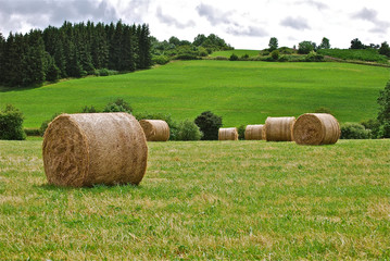 campagne foin © Corinne BOMONT
