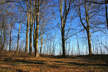 Obraz premium abendwald