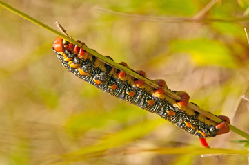 Raupe des Wolfsmilschwärmers, Hyles euphorbia