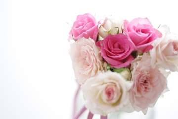pink roses isolated on white background