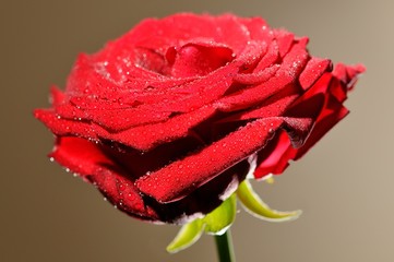 Rote Rose vor schlichtem Hintergrund