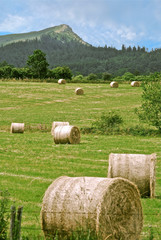 paysage foin