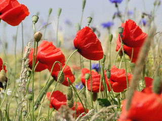 Obraz premium Roter Mohn