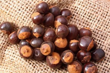 guarana,paullinia cupana