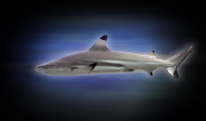requin peur poisson machoire dent récif plongée aileron