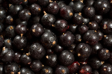 Black garden berries