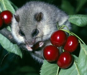 Siebenschlaefer_115923