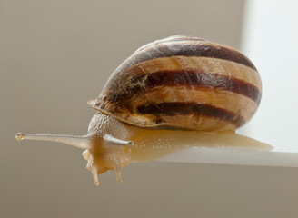 Lumaca