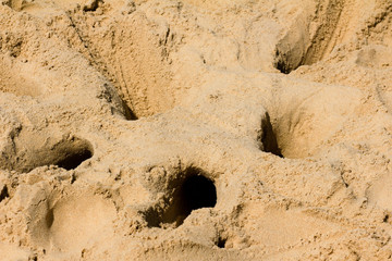 tunnels dans le sable