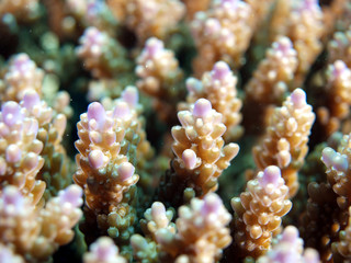 サンゴアップ２